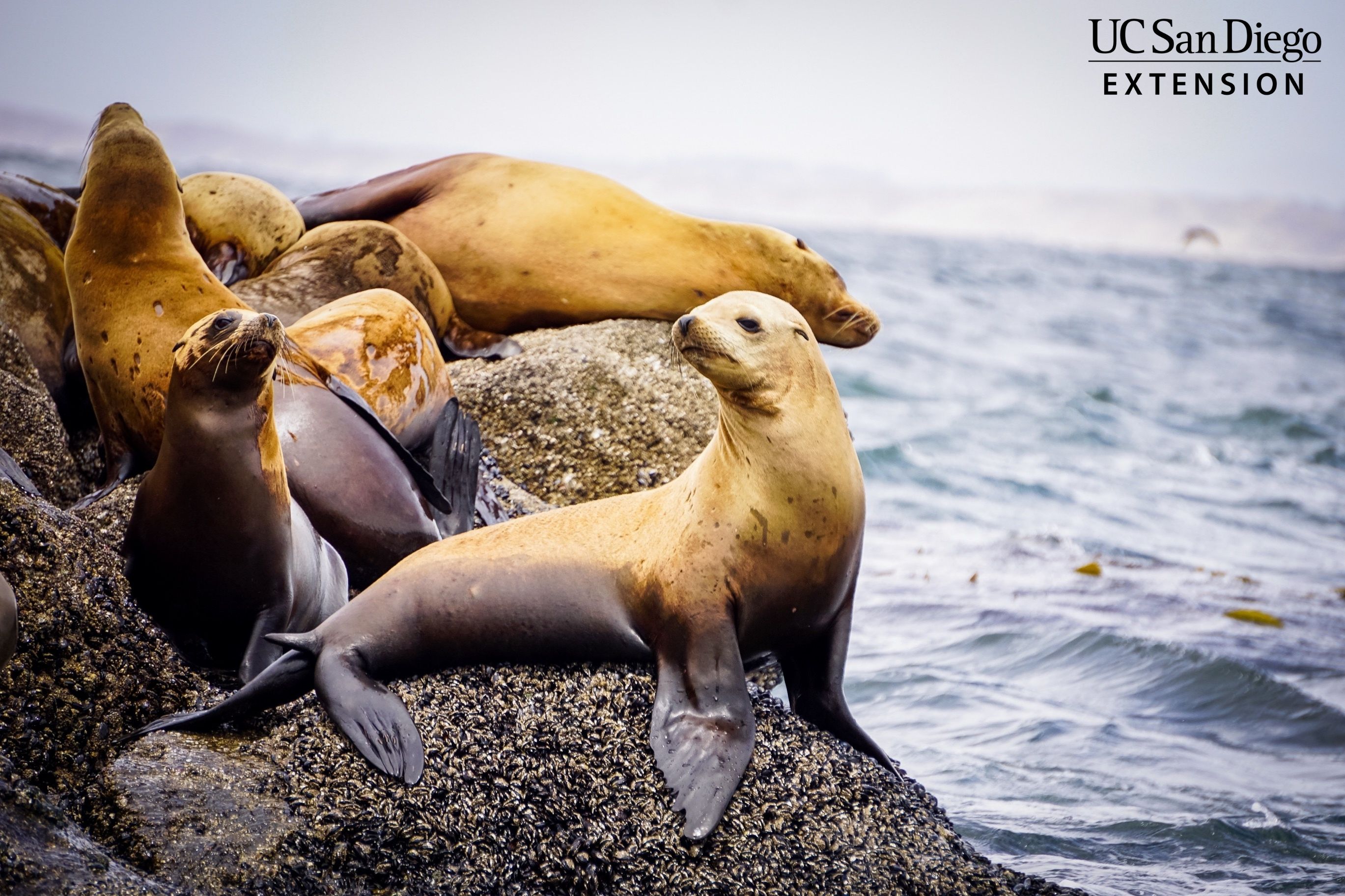 marine-mammals-of-california-san-diego-public-library